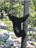  ?? Tina Heidrich / Contribute­d photo ?? Black bear seen on Carmen Hill Road in Brookfield in August.