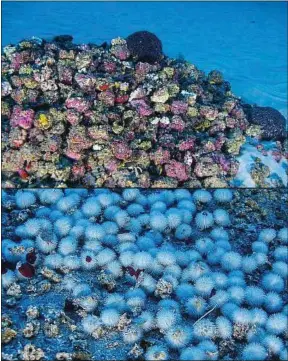  ??  ?? Les coraux font office de nurserie et de refuge pour les poissons.
