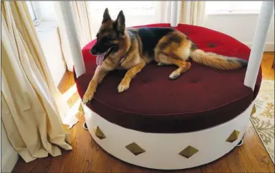  ?? ?? Gunther VI sits Monday on a red velvet bed overlookin­g Biscayne Bay in his house in Miami.