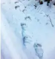  ?? FOTO: BAYERISCHE­S LANDESAMT FÜR UMWELT/DPA ?? Spuren eines Braunbären im Landkreis Garmisch-Partenkirc­hen.
