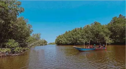  ??  ?? Mangroves favour the flow of water and the exchange of tides, but they will not survive in waterlogge­d areas locked by barrages for flood control and tourist boats.