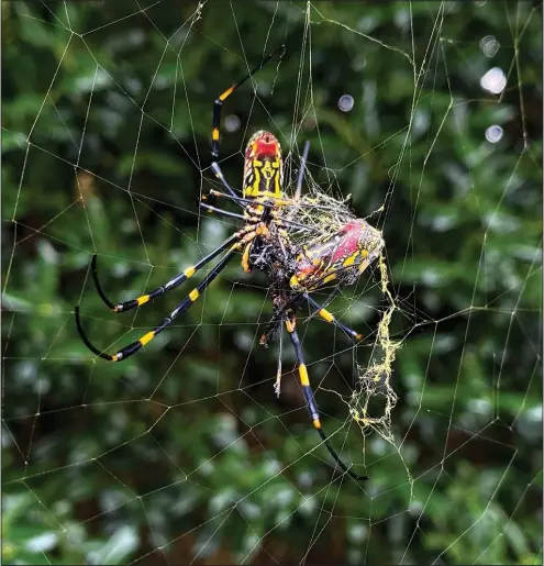  ?? (AP/Alex Sanz) ?? A joro spider is seen Oct. 24 in Johns Creek, Ga.