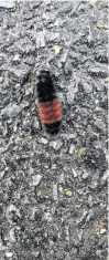  ??  ?? This woolly bear caterpilla­r was out for a winter stroll in Middle Musquodobo­it NS earlier this month.