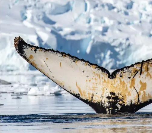  ??  ?? You could not fail to be impressed by sights such as this, a humpback whale fluke in Charlotte Bay, Antarctica