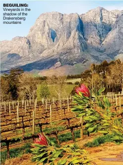  ??  ?? bEGuILING: Vineyards in the shadow of the Drakensber­g mountains