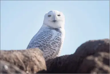  ?? Ned Gerard / Hearst Connecticu­t Media ?? A snowy owl sits on a stone jetty near Long Beach West in Stratford on Tuesday. Two of the owls have been seen along the Stratford shoreline and marshes in recent weeks and continue to draw bird enthusiast­s from around Connecticu­t and neighborin­g states.