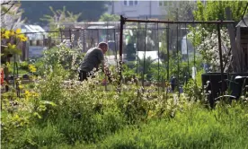  ?? Photograph: Andrew Fosker/Rex/Shuttersto­ck ?? People working in garden allotments, Twickenham, London, in April, as the during the UK’s national lockdown.