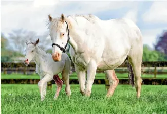  ?? PHOTO: SUPPLIED ?? The Opera House bonds with her all white offspring at Windor Park Stud in Cambridge yesterday.