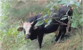  ?? BOMBEROS. ?? Este toro fue arreado al corral de un vecino.