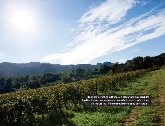  ??  ?? Dans ses parcelles cultivées en biodynamie au pied des Alpilles, Hauvette va chercher la minéralité qui confère à ses vins toute leur fraîcheur et leur colonne vertébrale...