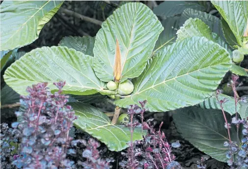  ?? ?? Plantas del género Ficus en la isla Papúa Nueva Guinea: seducen a través de su color a los animales, que comen sus frutos y dispersan las semillas.