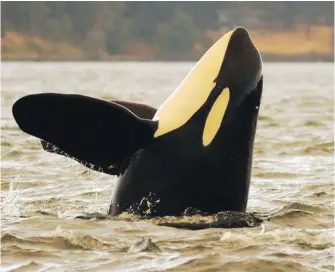  ?? DAVE ELLIFRIT, CENTER FOR WHALE RESEARCH ?? A southern resident killer whale known as L92 (a.k.a. Crewser) is presumed dead. The orca has not been seen with its pod for two months. The loss brings the number of southern resident killer whales down to 75, the lowest count since the early 1980s.