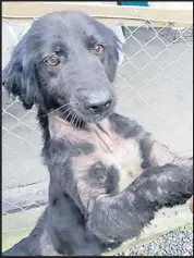  ?? Picture: SUPPLIED/SPCA ?? Ruffles the dog was rescued from a life on the streets — he was tossed out by his owners when he started showing signs of hair loss.