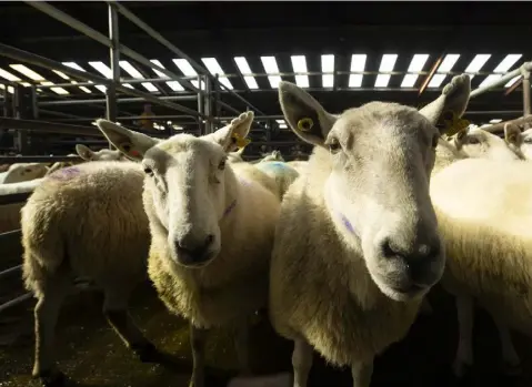  ??  ?? On the move: Cheviot ewes for sale at Blessingto­n Mart.