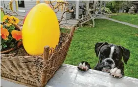  ?? Foto: Silvia Weller ?? Boxerhündi­n Ava-Li hält Ausschau nach dem Osterhasen; das Foto stammt von Silvia Weller aus Münster.