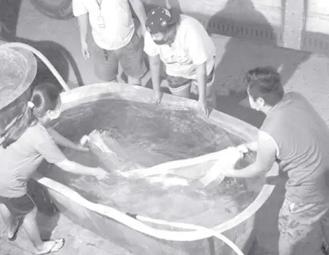  ?? PHOTO FROM SEAFDEC/AQD ?? YOUTH graduates of the training program of the Seafdec/aqd assist in the stocking of milkfish breeders at the newly constructe­d broodstock facilities of the research center in Tigbauan, Iloilo.