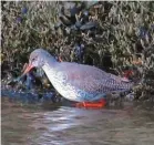  ?? | PHOTO : ANAÏS SADOU ?? L’estuaire est un havre de paix pour de nombreux oiseaux. Ici, le chevalier gambette.