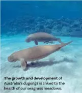  ??  ?? The growth and developmen­t of Australia’s dugongs is linked to the health of our seagrass meadows.