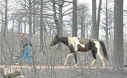  ?? Helen H. Richardson, The Denver Post ?? Bill “Coach” Price leads Tobie, one of three rescued horses, out of the burn area at Piney Ridge Ranch in La Veta. The horses’ owners had to evacuate quickly as the Spring Creek Fire approached and were able only to let their horses loose from their corrals.