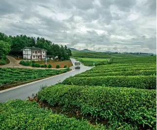  ??  ?? A Meitan tea plantation resembles a sprawling green carpet.