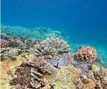  ??  ?? Coral in the Great Barrier Reef may be gone by the turn of the century, according to British documentar­y maker David Attenborou­gh.