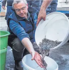 ?? FOTO: ANDY HEINRICH ?? Der Leiter der Fischbruta­nstalt Langenarge­n, Eckhard Dossow, ist mit der Qualität der 57 000 Glasaale sehr zufrieden.