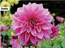  ?? ?? Dahlia