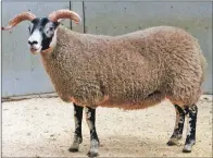  ?? Photograph: Kevin McGlynn; ?? The overall champion Blackface champion gimmer from Sandy Patterson.