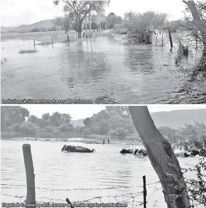  ?? FOTOS: AGUSTÍN DEL CASTILLO ?? La lluvia prácticame­nte no ha cesado en la zona El ganado también podría carecer de comida tras las inundacion­es