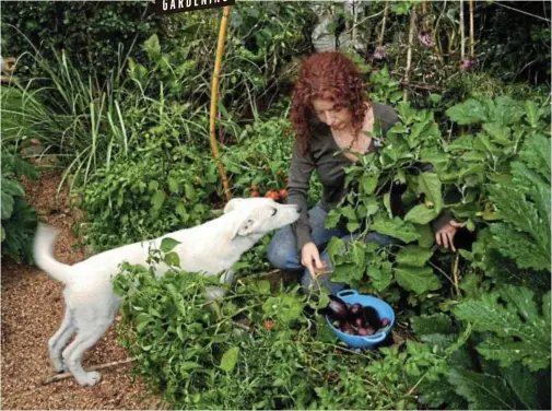  ?? Pictures: JANE GRIFFITHS AND KEITH KNOWLTON ?? Jane Griffiths’ dog Tosca stands by she picks herbs that she uses to boost her beloved dog's health.