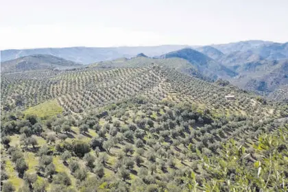  ?? CÓRDOBA ?? Paisaje de ‘mar de olivos’, que configura el principal cultivo andaluz.