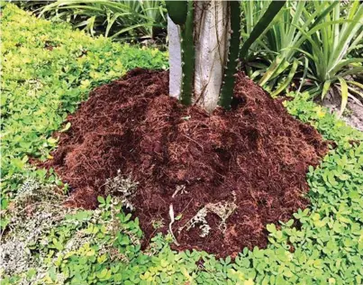  ??  ?? Coconut husks are placed on the base of each of the fruit trees to manage soil performanc­e and avert the damaging effects of the sun.