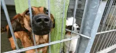  ?? Foto: Mathias Wild ?? Das Tierheim Beckstette­n. Ein ehemaliger Vorsitzend­er des Trägervere­ins steht nun vor Gericht. Es geht um den Vorwurf der Untreue.