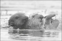  ?? DOUG DURAN/BAY AREA NEWS GROUP ?? Sea otters in the Elkhorn Slough in Moss Landing on July 23, 2020.