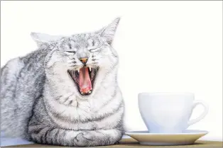  ?? STOCK PHOTO ?? The cat café trend that debuted in Asia, made its way to Europe and then to North America is on its way to Newfoundla­nd. The Mad Catter Café will be a café and lounge in downtown St. John’s where customers can grab a cup of coffee and mingle with some...