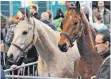  ?? FOTO: MESSE ?? Ideen sind beim Wettbewerb auf der Messe Pferd Bodensee gefragt.