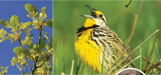  ??  ?? The Eastern Meadowlark Van and Sassafras are bird Hemessen’s favourite and tree