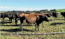  ??  ?? Stu Husband is milking 200 cows twice a day for supply to Open Country Dairy.