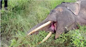  ??  ?? The sad cost of the man-beast war at Karuwalaga­swewa. An elephant killed by a live-wire fence.