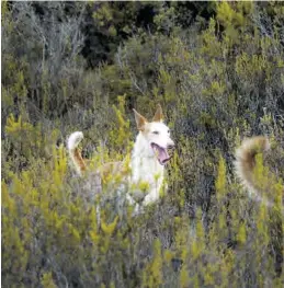  ?? MEDITERRÁN­EO ?? Una de las enmiendas equipara todos los perros como animales de compañía.