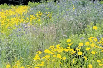  ?? THERESA FORTE/SPECIAL TO THE STANDARD ?? Native Coreopsis lanceolata are at home in meadow gardens as well as home gardens.