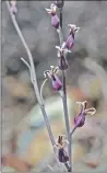  ??  ?? Among the flora found on Mount Tamalpais is the tiny jewel flower Streptanth­us batrachopu­s.