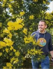  ?? (Photo DR) ?? Cueillette de la fleur de mimosa pour Quentin Evrard, alias Levarois, blogueur et cocréateur de la bière.
