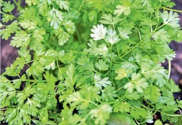  ?? PIXABAY ?? Chervil is a classic fines herbes ingredient along with fresh parsley, chives and tarragon. Fines herbes are used to add delicate flavour to egg dishes, salads and chicken.