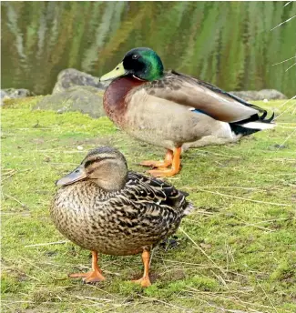  ??  ?? It’s breeding time for mallard ducks.