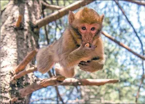  ?? FADEL SENNA / AGENCE FRANCE-PRESSE ?? A Barbary macaque eats a peanut as it sits in a tree branch in a forest near the Moroccan town of Azrou in the Atlas mountains.