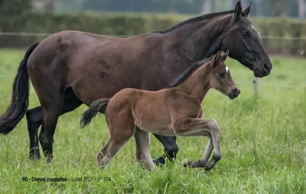  ??  ?? L’un des petits derniers de l’élevage Massa, nés cette année avec sa mère lusitanien­ne.