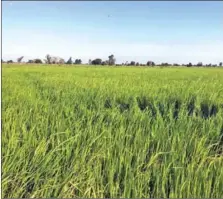  ?? KIM SAROM ?? Farmers in Battambang’s Kampong Prieng commune say they are producing healthier, high-yield rice using organic fertiliser.