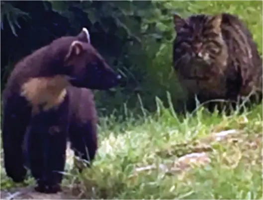  ??  ?? ‘Once-in-a-lifetime sighting’: Pine marten has a ‘face-off’ with the wildcat, thought to be one of around 115 left in the wild