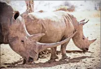  ??  ?? South Africa, Vietnam, China and Mozambique are most implicated in the illicit rhino horn trade, accounting for 70% of seized global rhino horn from 2010 to 2015.